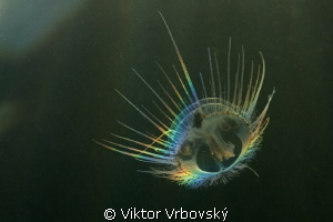 Freshwater Jellyfish (Craspedacusta sowerbii) by Viktor Vrbovský 
